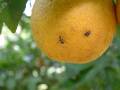 Fruit fly on orange_2